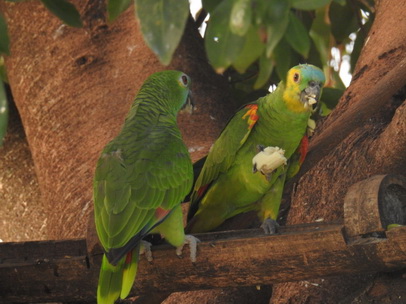 Yellow-faced-parrot