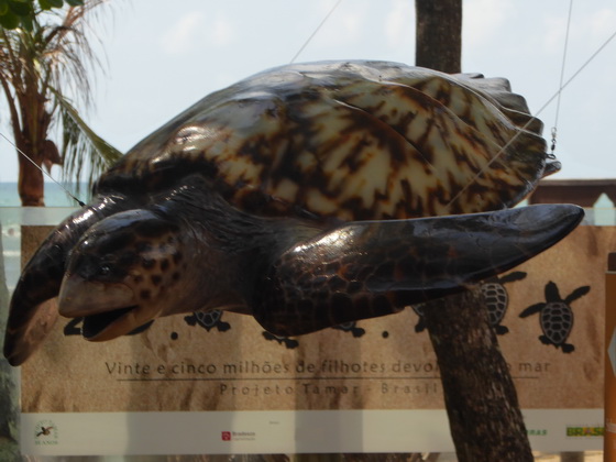 Tartarugaproject Meeresschildkrötenprojekt Tamar Praia Do Forte 