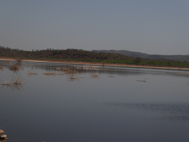   Lake Bogoria   Kenia    Bogoria Lake  Kenia   