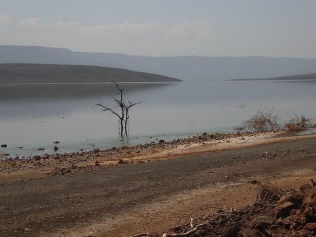   Lake Bogoria   Kenia    Bogoria Lake  Kenia   