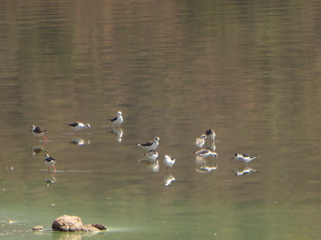   Lake Bogoria   Kenia    Bogoria Lake  Kenia   