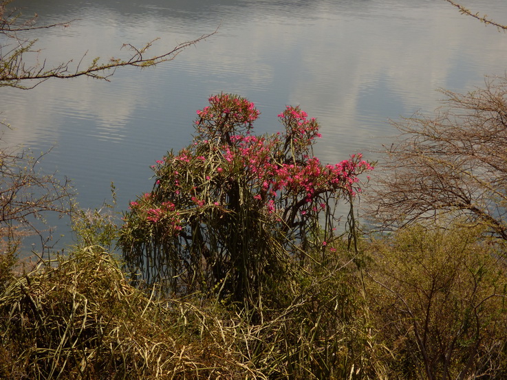   Lake Bogoria   Kenia   Hot Springs  Bogoria Lake Kenia   Lake Bogoria   Kenia   Hot Springs 