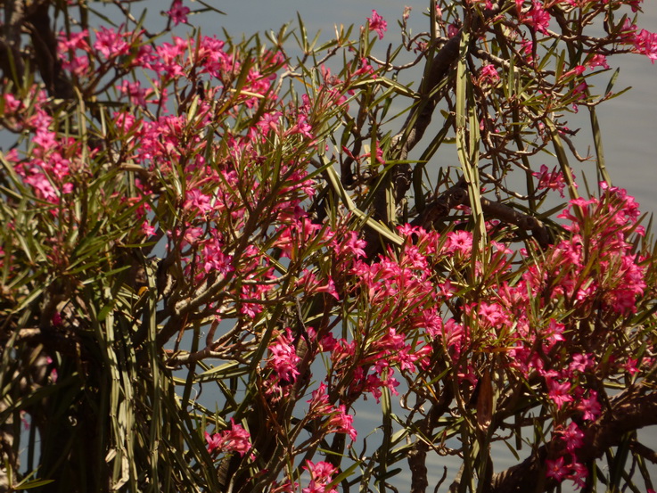   Lake Bogoria   Kenia   Hot Springs  Bogoria Lake Kenia   Lake Bogoria   Kenia   Hot Springs 