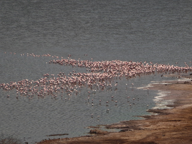 Lake Bogoria   Kenia    Bogoria Lake Kenia   