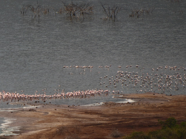 Lake Bogoria   Kenia    Bogoria Lake Kenia   