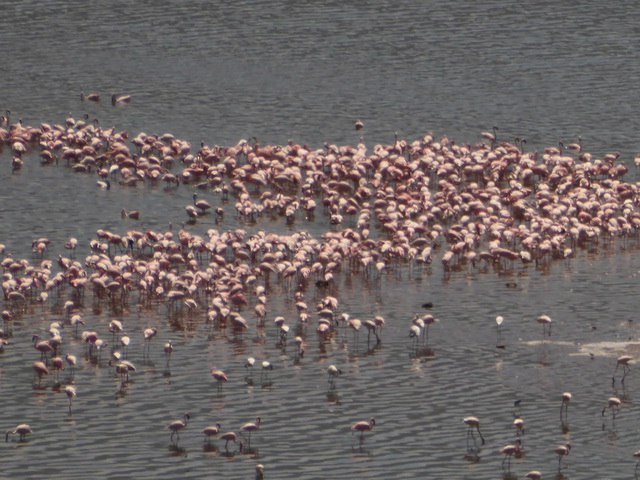 Lake Bogoria   Kenia    Bogoria Lake Kenia   