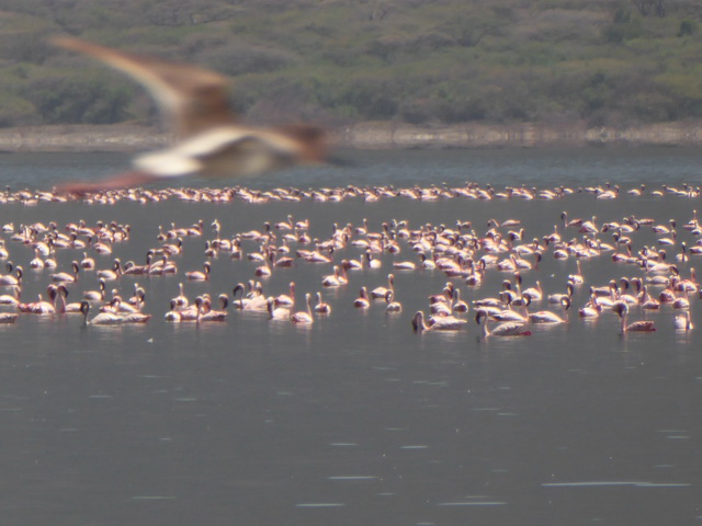 Lake Bogoria   Kenia    Bogoria Lake Kenia   