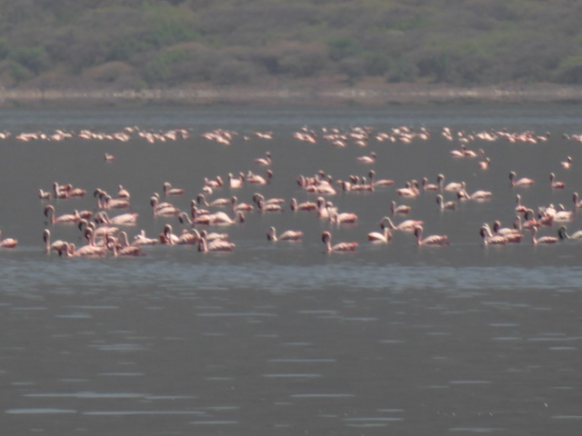 Lake Bogoria   Kenia    Bogoria Lake Kenia   