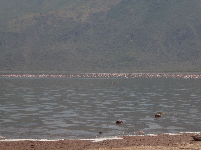 Lake Bogoria   Kenia    Bogoria Lake Kenia   