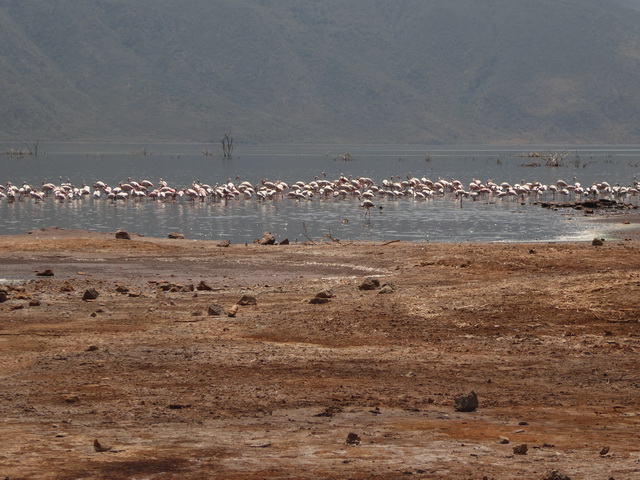 Lake Bogoria   Kenia    Bogoria Lake Kenia   