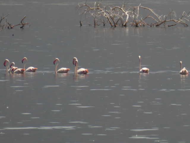 Lake Bogoria   Kenia    Bogoria Lake Kenia   