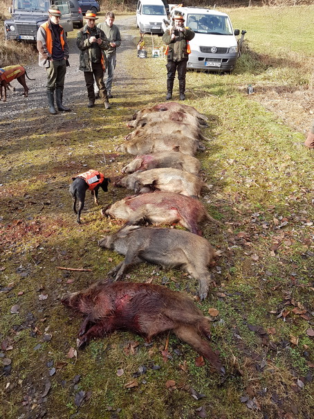 9 Wildschweine bis Mittag in Ersbach 10.12.2016