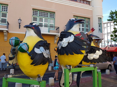   Curacao Willemstad Bananaquit Townwalk to Chobolobo Curacao  Willemstad Chobolobo Blue Curacao 