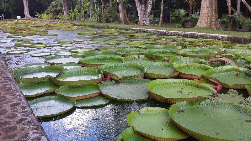 Mauritius Botanischer Garten  Sir Seewoosagur Ramgoolam Botanical Garden Pampelmousse