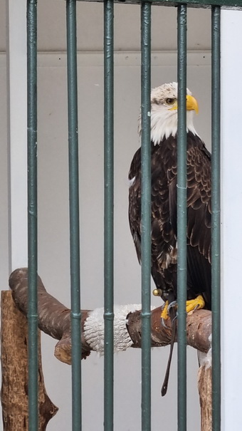 Adler- und Wolfspark Kasselburg Gerolstein