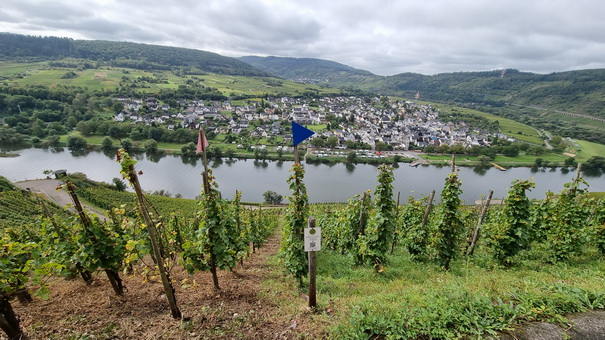   Mosel Marienburg (Mosel) Pünderich Weinberge Mosel Marienburg 