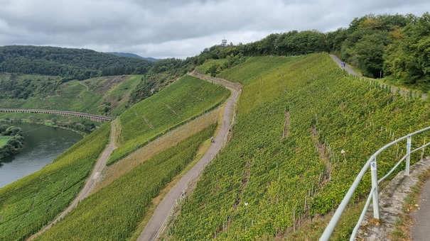   Mosel Marienburg (Mosel) Pünderich Weinberge Mosel Marienburg 