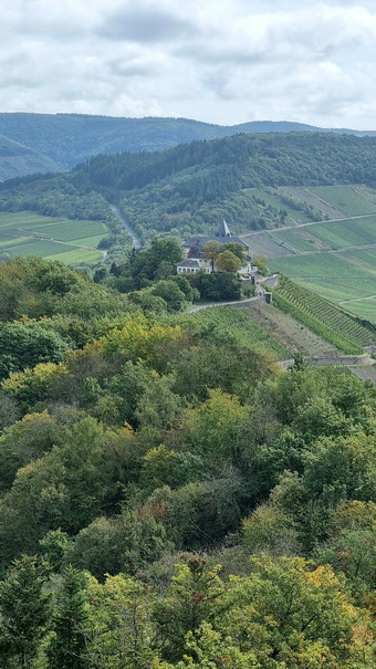   Mosel Marienburg (Mosel) Pünderich Weinberge Mosel Marienburg 