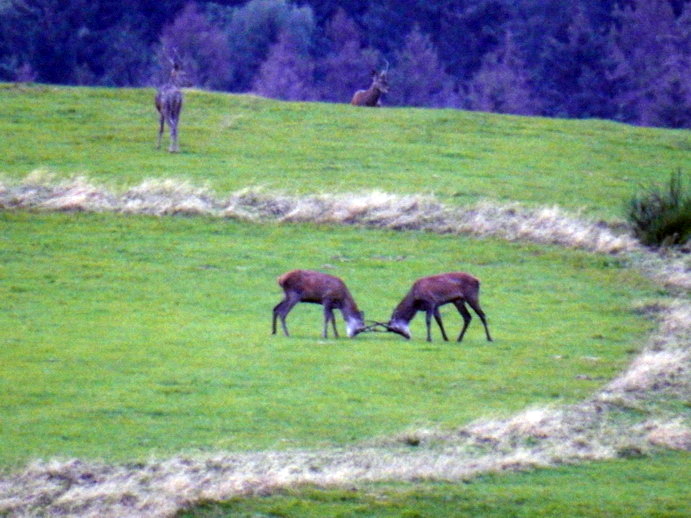 Dreiborn Hirschempore Rothirschbrunft ca 160 tiere gleichzeitig 3 Brunftplätze 