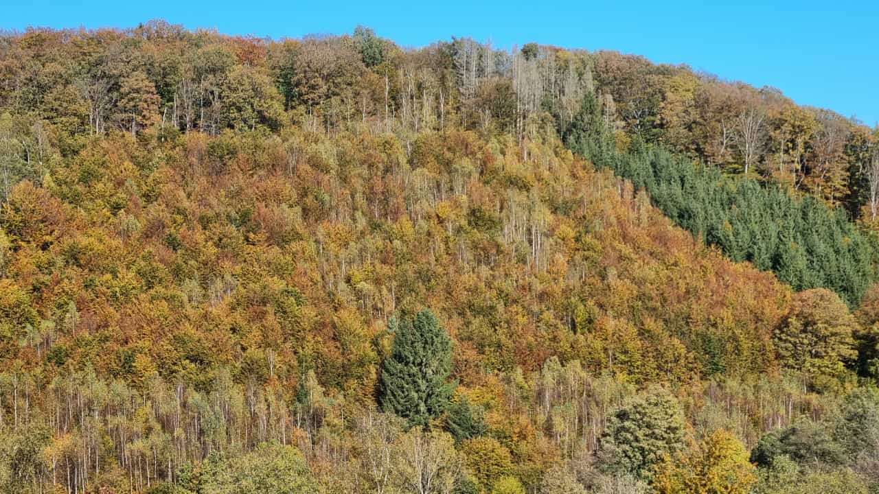 Goldener Oktobermorgen  2021 im Revier Belmicke 