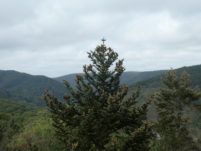 (Mosel) Pünderich