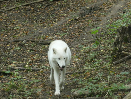 Adler- und Wolfspark Kasselburg Gerolstein Polarwölfe Timberwölfe