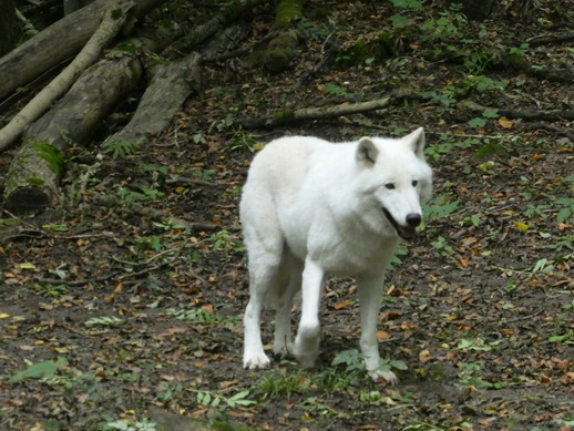 Adler- und Wolfspark Kasselburg Gerolstein Polarwölfe Timberwölfe