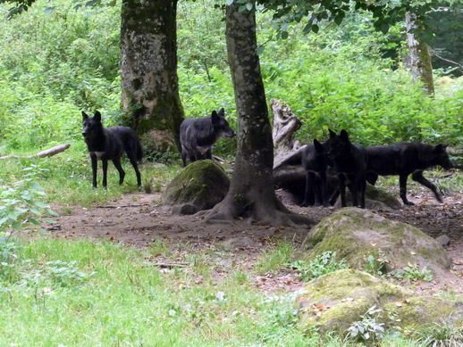 Adler- und Wolfspark Kasselburg Gerolstein Polarwölfe Timberwölfe