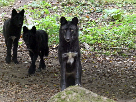 Adler- und Wolfspark Kasselburg Gerolstein Polarwölfe Timberwölfe