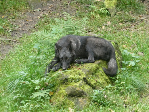 Adler- und Wolfspark Kasselburg Gerolstein Polarwölfe Timberwölfe