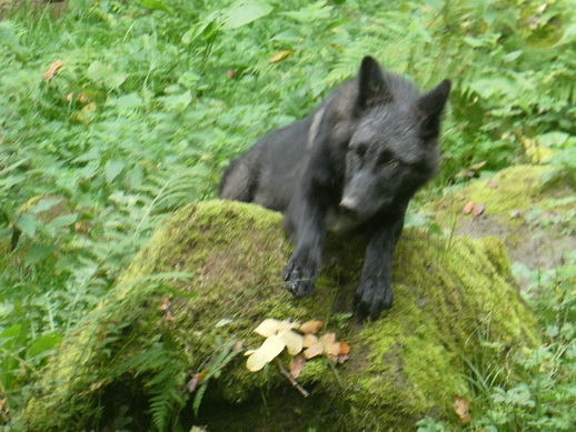 Adler- und Wolfspark Kasselburg Gerolstein Polarwölfe Timberwölfe