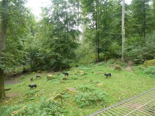 Adler- und Wolfspark Kasselburg Gerolstein Polarwölfe Timberwölfe