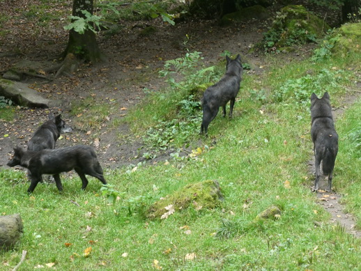 Adler- und Wolfspark Kasselburg Gerolstein Polarwölfe Timberwölfe