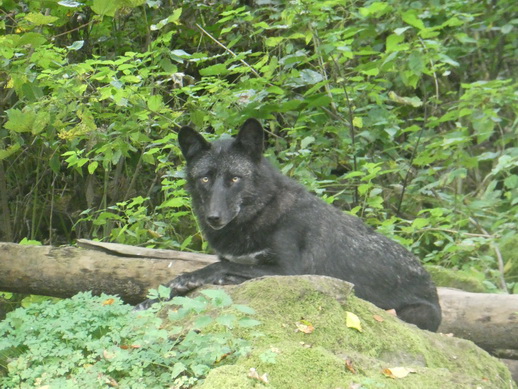 Adler- und Wolfspark Kasselburg Gerolstein Polarwölfe Timberwölfe