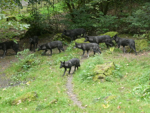 Adler- und Wolfspark Kasselburg Gerolstein Polarwölfe Timberwölfe