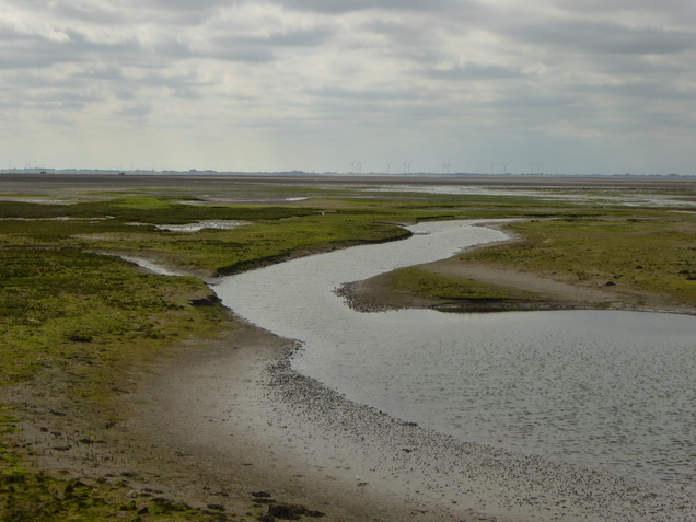 wangerooge Wattenmeer 