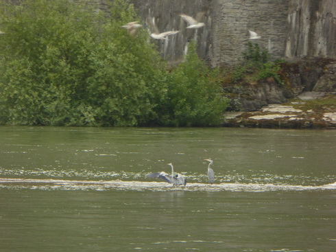 Mit dem Schiff Stolzenfels von Braubach nach  Rüdesheim   