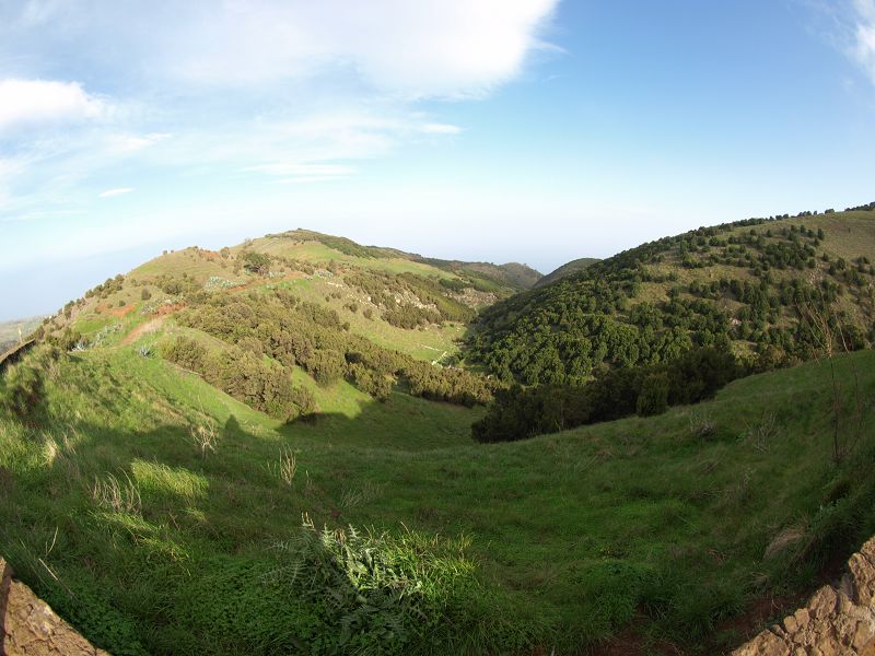 GAROE  Garoé ist der heilige Baum Arbol Santo auf El Hierro im Kiefernwald San Adres Valverde Stinklorberr