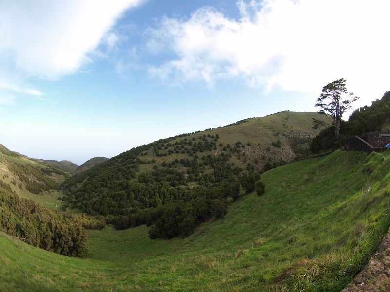 GAROE  Garoé ist der heilige Baum Arbol Santo auf El Hierro im Kiefernwald San Adres Valverde Stinklorberr