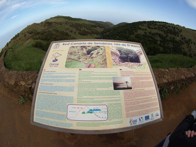 GAROE  Garoé ist der heilige Baum Arbol Santo auf El Hierro im Kiefernwald San Adres Valverde Stinklorberr