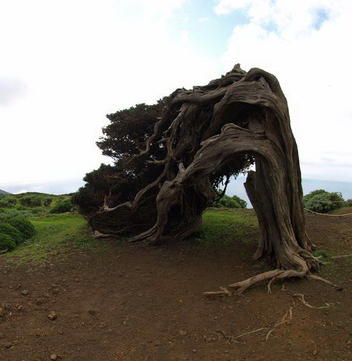 Sabinosa Wacholderwald von El Sabinar windgeformte WachholderbäumeSabinosa Wacholderwald von El Sabinar