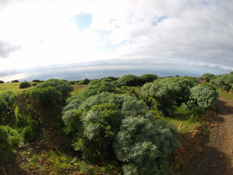 Sabinosa Wacholderwald von El Sabinar windgeformte WachholderbäumeSabinosa Wacholderwald von El Sabinar