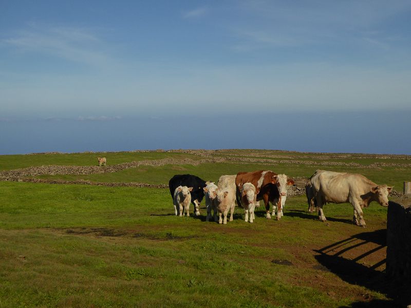 Guarazoca Vacas El Hierro