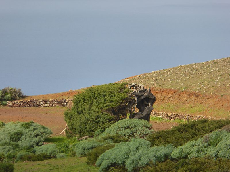 Sabinosa Wacholderwald von El Sabinar