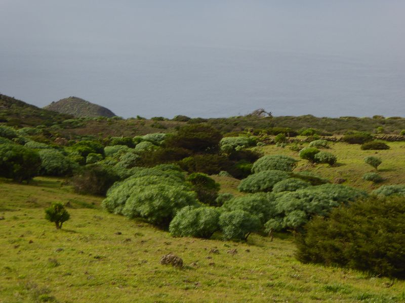 Sabinosa Wacholderwald von El Sabinar