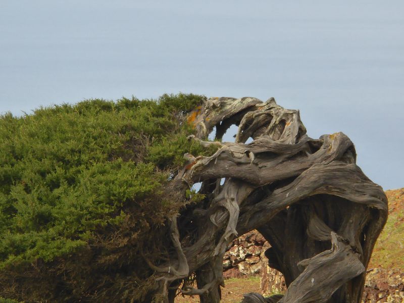 Sabinosa Wacholderwald von El Sabinar