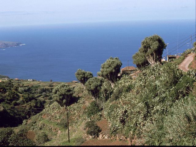 La Palma  Drachenbäume El Pinar 