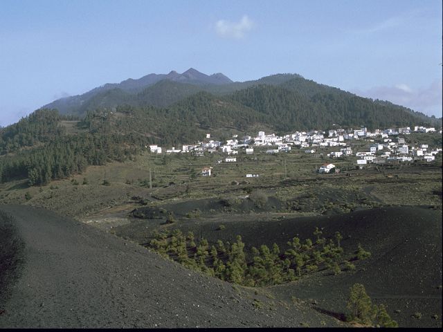 La Palma  Drachenbäume El Pinar 