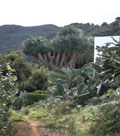 La Palma  Drachenbäume El Pinar 