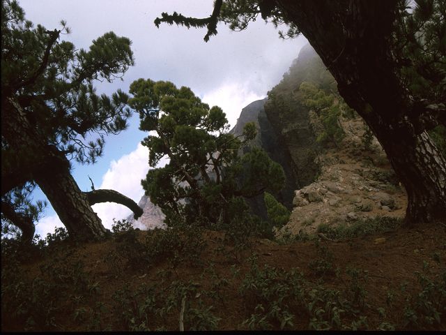 La Palma   La Palma   Vulkanwandern  Caldeira de TaburienteLa Palma  La Palma   La Palma  Vulkanwandern  Caldeira de TaburienteLa Palma bizarre Vulkanlandschaften  Vulkanwandern  Caldeira de Taburiente